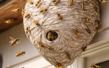 80880B5F-7266-4CCC-B91F-A562C0FA5EED-350x220