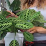 AKO I VI OVO RADITE SA SOBNIM BILJKAMA, ODMAH PRESTANITE: 5 grešaka koje skoro svi prave a “smrt” su za cveće u kući!