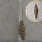 Ako imate ove insekte na zidovima vaše kuće