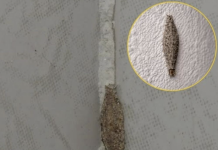 Ako imate ove insekte na zidovima vaše kuće