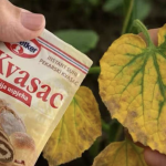 EVO kako SUVI KVASAC i mrtve biljke vraća u život! Ovo vam niko neće reći!