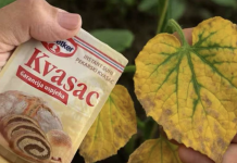 EVO kako SUVI KVASAC i mrtve biljke vraća u život! Ovo vam niko neće reći!