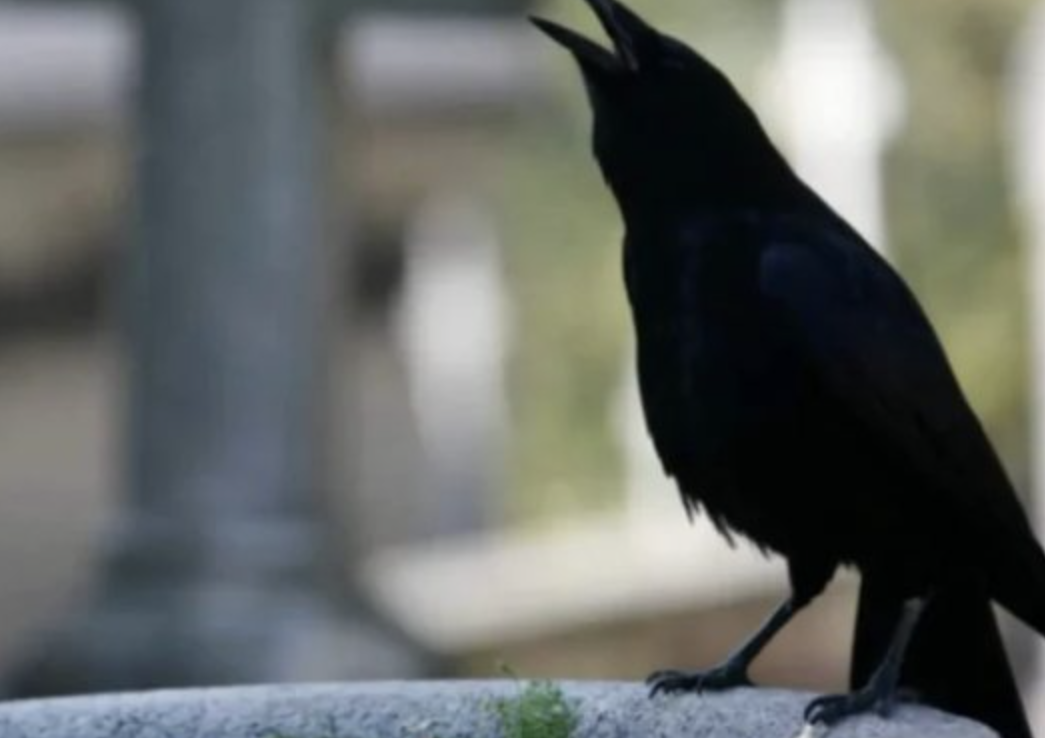 Screenshot 2026-03-24 at 06.11.35