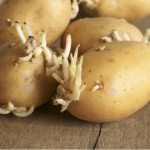 Niste ni svjesni opasnosti po zdravlje: Evo kako prepoznati da li proklijali krompir smijemo jesti!