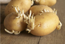 Niste ni svjesni opasnosti po zdravlje: Evo kako prepoznati da li proklijali krompir smijemo jesti!