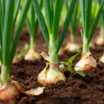 Osam godina zaredom moje GLAVICE LUKA imaju i po 500 grama: HOLANDSKA METODA sadnje daje ubedljivo najbolje rezultate