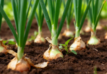 Osam godina zaredom moje GLAVICE LUKA imaju i po 500 grama: HOLANDSKA METODA sadnje daje ubedljivo najbolje rezultate