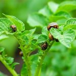 Stavite sad ovo u vrt i na ljeto će zlatice bježati od vašeg krumpira