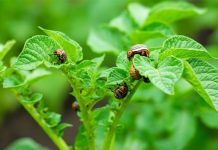 Stavite sad ovo u vrt i na ljeto će zlatice bježati od vašeg krumpira