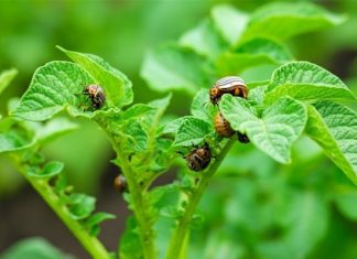 Stavite sad ovo u vrt i na ljeto će zlatice bježati od vašeg krumpira