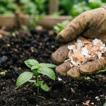 Jednostavan trik s ljuskama od jaja može vam pomoći u borbi protiv puževa u bašti