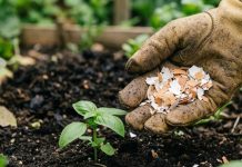 Jednostavan trik s ljuskama od jaja može vam pomoći u borbi protiv puževa u bašti