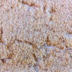 Ako ovakve tragove uočite na tepihu, u domu imate opasnu štetočinu