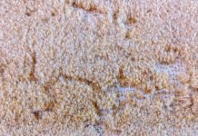 Ako ovakve tragove uočite na tepihu, u domu imate opasnu štetočinu