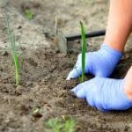 Šta se sije i sadi u martu? Rani početak za brzi RAST!