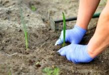 Šta se sije i sadi u martu? Rani početak za brzi RAST!