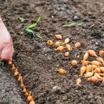 Zašto ne možete saditi luk na istom mjestu dvije godine za redom: lekcija o plodoredu