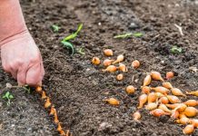 Zašto ne možete saditi luk na istom mjestu dvije godine za redom: lekcija o plodoredu