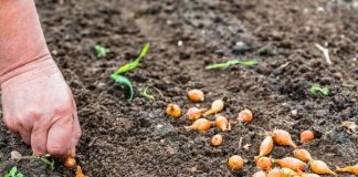 Zašto ne možete saditi luk na istom mjestu dvije godine za redom: lekcija o plodoredu