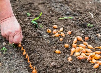 Zašto ne možete saditi luk na istom mjestu dvije godine za redom: lekcija o plodoredu