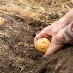 Sadnja Krompira: 3 Najveće Greške Koje MORATE Izbjeći
