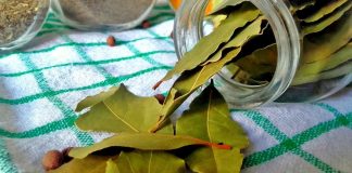 Nema više smrada u kući: TRIK sa lovorovim listom bez kojeg više nikada nećete imati problema!