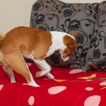 Zašto pas kopa po krevetu? Obavezan ritual vašeg ljubimca može da vam otkrije problem