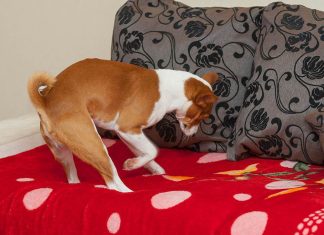 Zašto pas kopa po krevetu? Obavezan ritual vašeg ljubimca može da vam otkrije problem