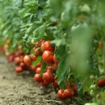 Lekari objašnjavaju kako pravilno konzumirati paradajz i koje greške treba izbegavati