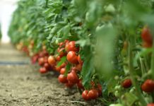 Lekari objašnjavaju kako pravilno konzumirati paradajz i koje greške treba izbegavati