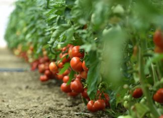 Lekari objašnjavaju kako pravilno konzumirati paradajz i koje greške treba izbegavati