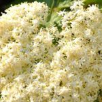 Kako prepoznati pravu zovu? 3 sigurna znaka koja je razlikuju od otrovne dvojnice