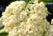 Kako prepoznati pravu zovu? 3 sigurna znaka koja je razlikuju od otrovne dvojnice