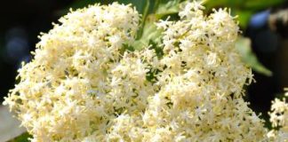 Kako prepoznati pravu zovu? 3 sigurna znaka koja je razlikuju od otrovne dvojnice