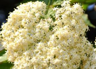 Kako prepoznati pravu zovu? 3 sigurna znaka koja je razlikuju od otrovne dvojnice