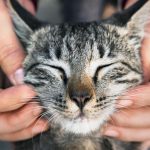 TRLJA LI SE MAČKA UZ VAŠE NOGE: Evo šta vam pokušava reći