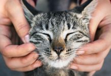 TRLJA LI SE MAČKA UZ VAŠE NOGE: Evo šta vam pokušava reći