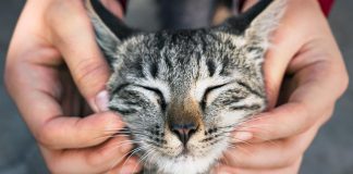 TRLJA LI SE MAČKA UZ VAŠE NOGE: Evo šta vam pokušava reći