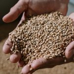 Ova žitarica je uglavnom zanemarena u ishrani, a jedina sadrži sve što je potrebno organizmu