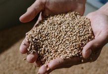 Ova žitarica je uglavnom zanemarena u ishrani, a jedina sadrži sve što je potrebno organizmu