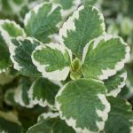 Svaka žena treba da je zasadi: Veruje se da ova biljka čuva kuću od zla i donosi mir