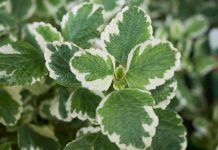 Svaka žena treba da je zasadi: Veruje se da ova biljka čuva kuću od zla i donosi mir