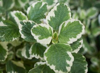 Svaka žena treba da je zasadi: Veruje se da ova biljka čuva kuću od zla i donosi mir