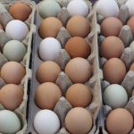 Da li znate koja je razlika između bijelih i smeđih jaja i da li je sve do kokoške?