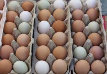 Da li znate koja je razlika između bijelih i smeđih jaja i da li je sve do kokoške?