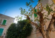 Drvo koje ne treba saditi pored kuće: Može da izazove više štete nego što mislite