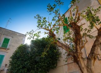 Drvo koje ne treba saditi pored kuće: Može da izazove više štete nego što mislite