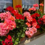 Muškatle će ludo bujati do kasne jeseni: Samo dodajte ovo u vodu za zalivanje