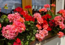 Muškatle će ludo bujati do kasne jeseni: Samo dodajte ovo u vodu za zalivanje