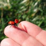 Znate li šta znači kad bubamara sleti na vas: Veruje se da…